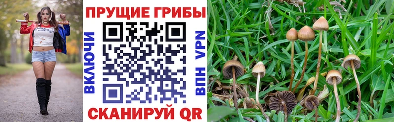 Псилоцибиновые грибы Cubensis  OMG сайт  Новочеркасск  хочу наркоту 